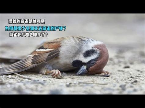 麻雀風水|為何自來雀遠離？風水師教改運